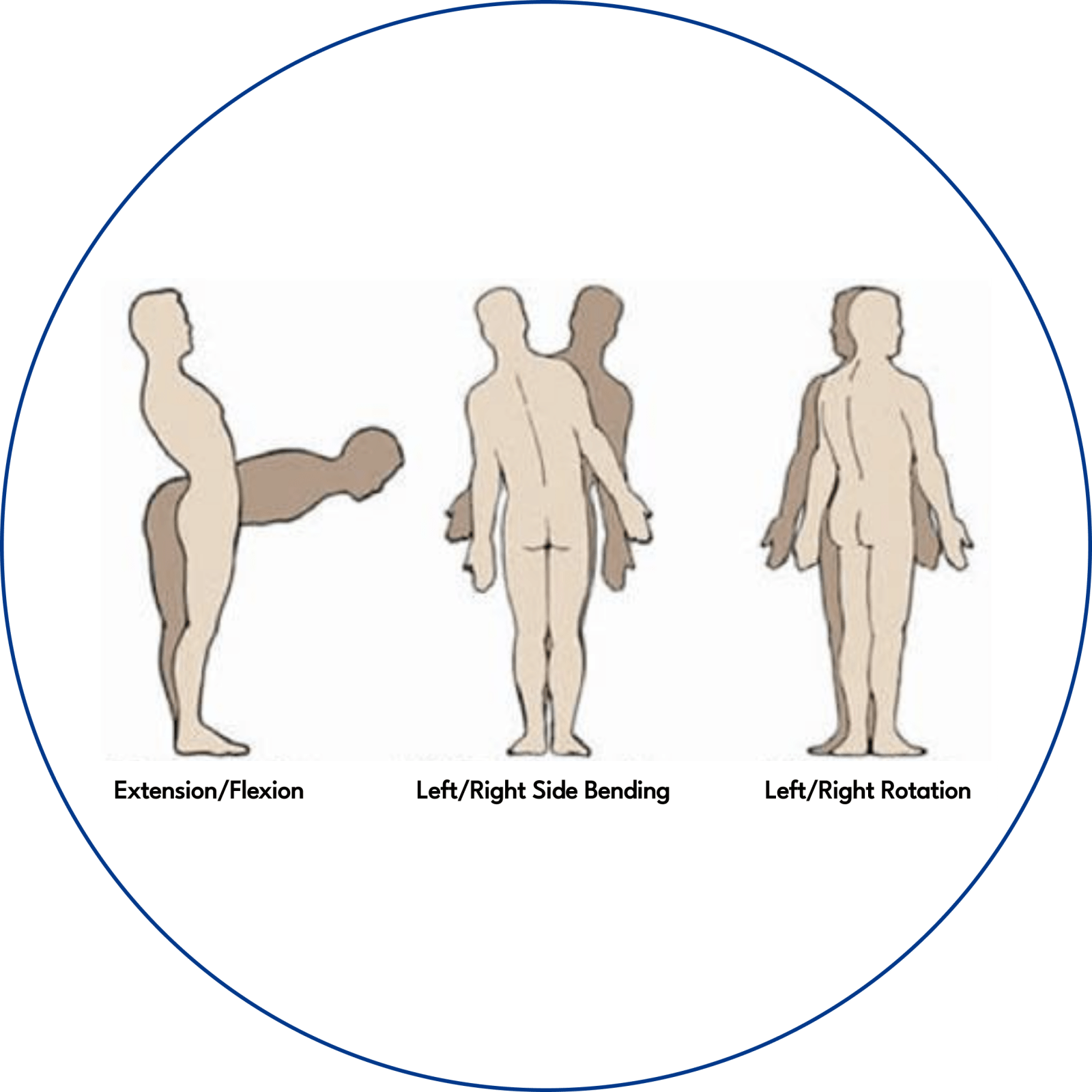 Biomechanics of the lumbar spine.